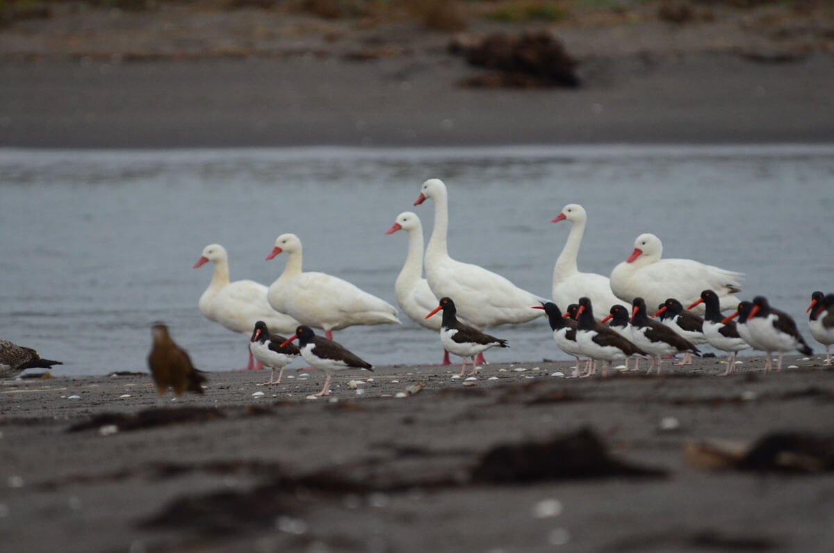 playa-isla-de-los-reyes-patricioortiz_2