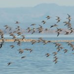 Successful Completion of 13th Winter Monitoring of Migratory Shorebirds in Mexico