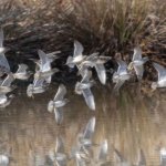 Protegido: Celebrando las Aves Playeras: el Primer Gran Día RHRAP