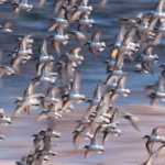 Conservación de Aves Playeras en Nueve Áreas Protegidas del Ecuador