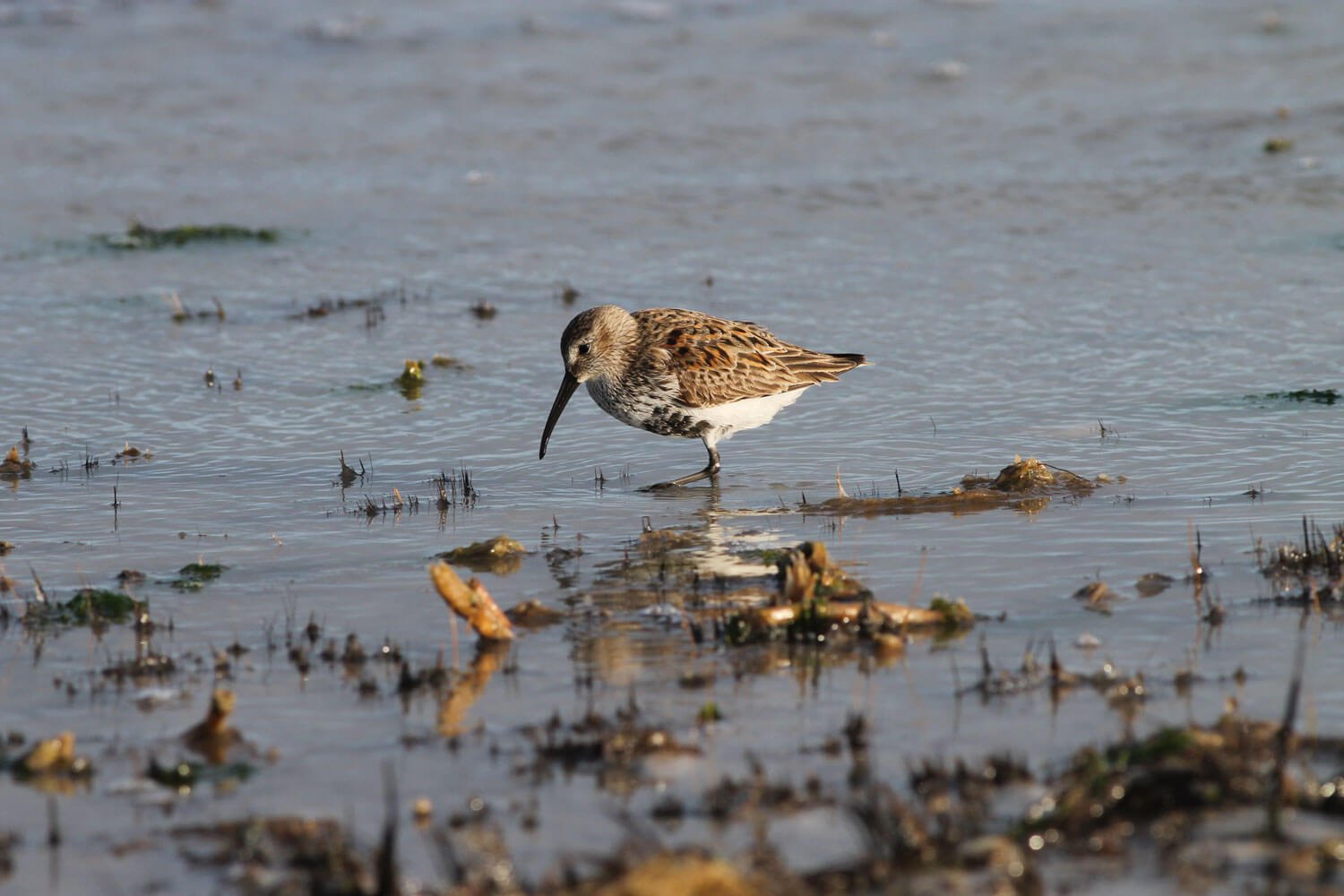 Photo: Photo: Coastal Bend Bays & Estuaries Program (CBBEP)