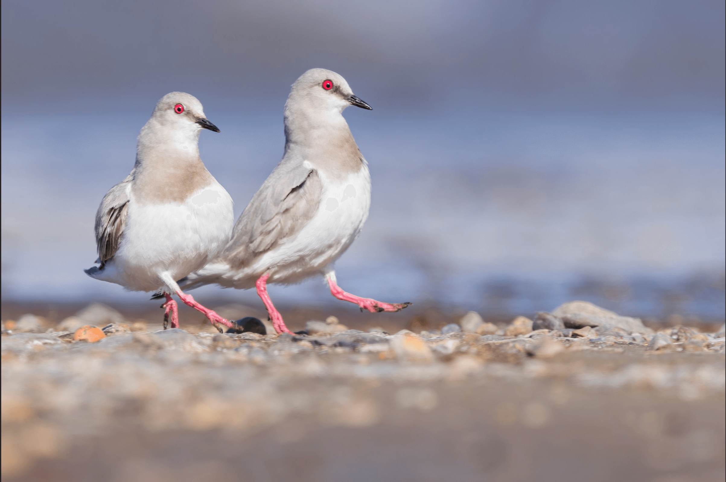 Magellanic Plover Pluvianellus socialis