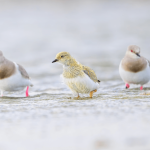 Fortaleciendo Gobernanza Local para Conservar Aves playeras en la Patagonia Argentina