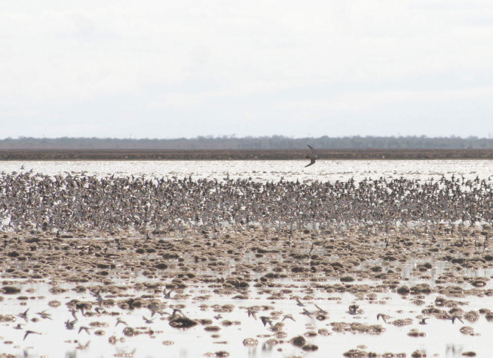 Salina Los Olivitos – Lermit Torres