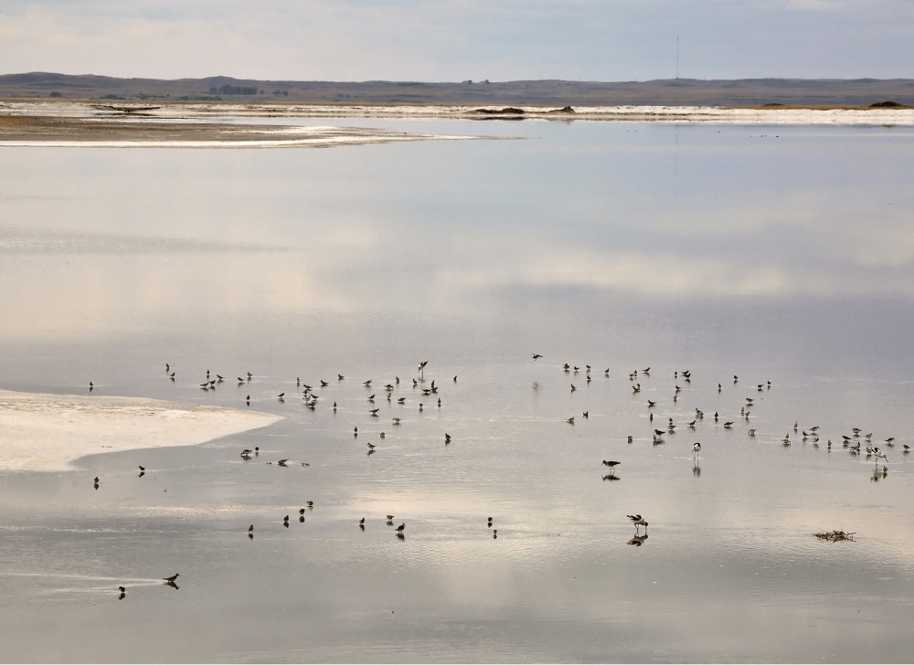 Shorebirds on Chaplin Lake in scenic Saskatchewan.