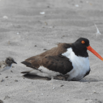 Cooperation and Exchange in the Pacific Americas Flyway