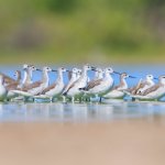 Un Hito Histórico en la investigación del Falaropo Común en Laguna Mar Chiquita