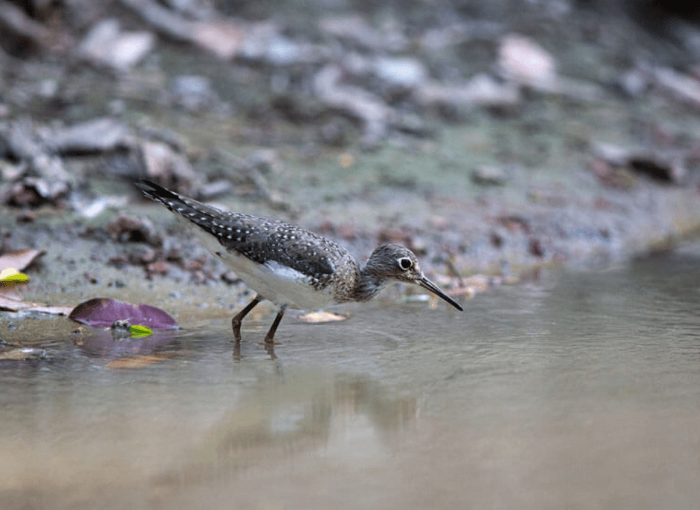 andarrios-solitario-tringa-solitaria.-foto_-living-wild-in-south-america