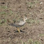 Reserva Natural Barba Azul: 10 Años Como el Único Sitio RHRAP/WHSRN en Bolivia y un Modelo de Conservación Sostenible de Aves Playeras