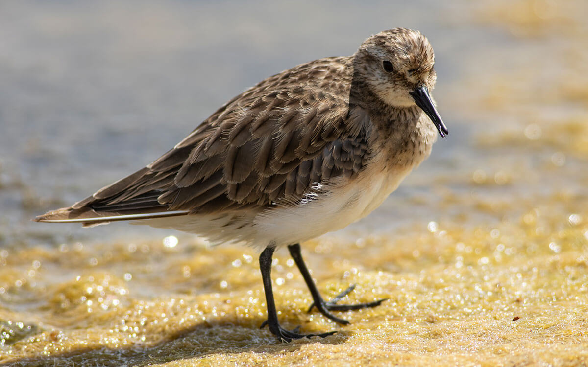 1_calidris-bairdii_carlos-robledo