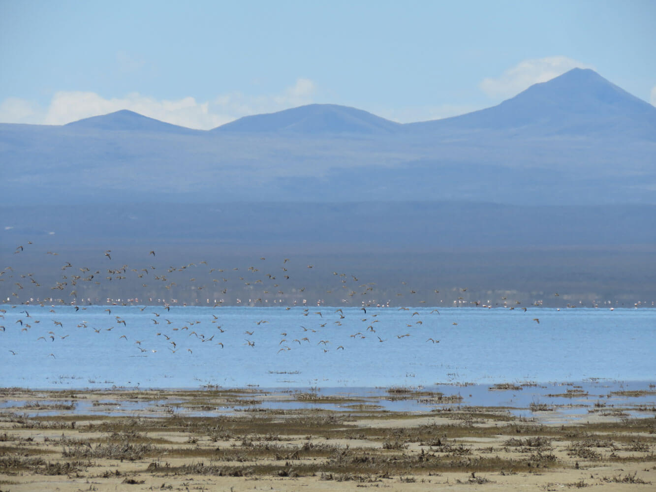 bandadas-c.-bairdii.-al-fondo-sistema-volcanico-del-el-nevado.-heber-sosa