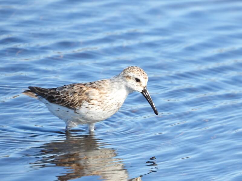 calidis-mauri_salvadora-morales