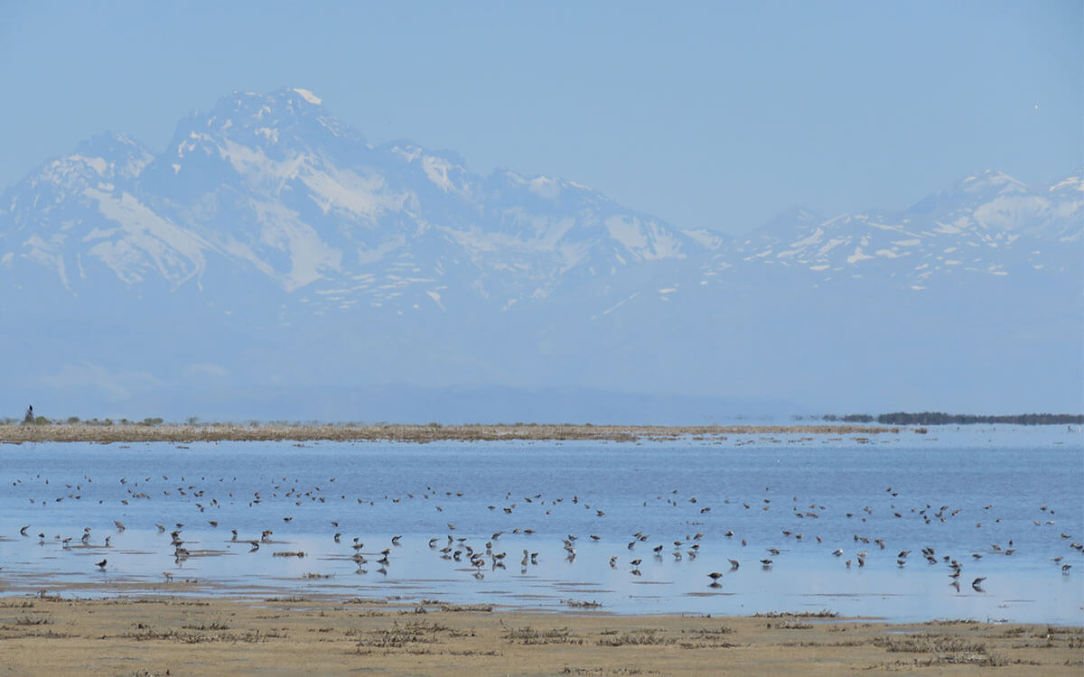 grupos-de-alimentacion-c_bairdii-en-costa-oeste-laguna-llancanelo-h_-sosa