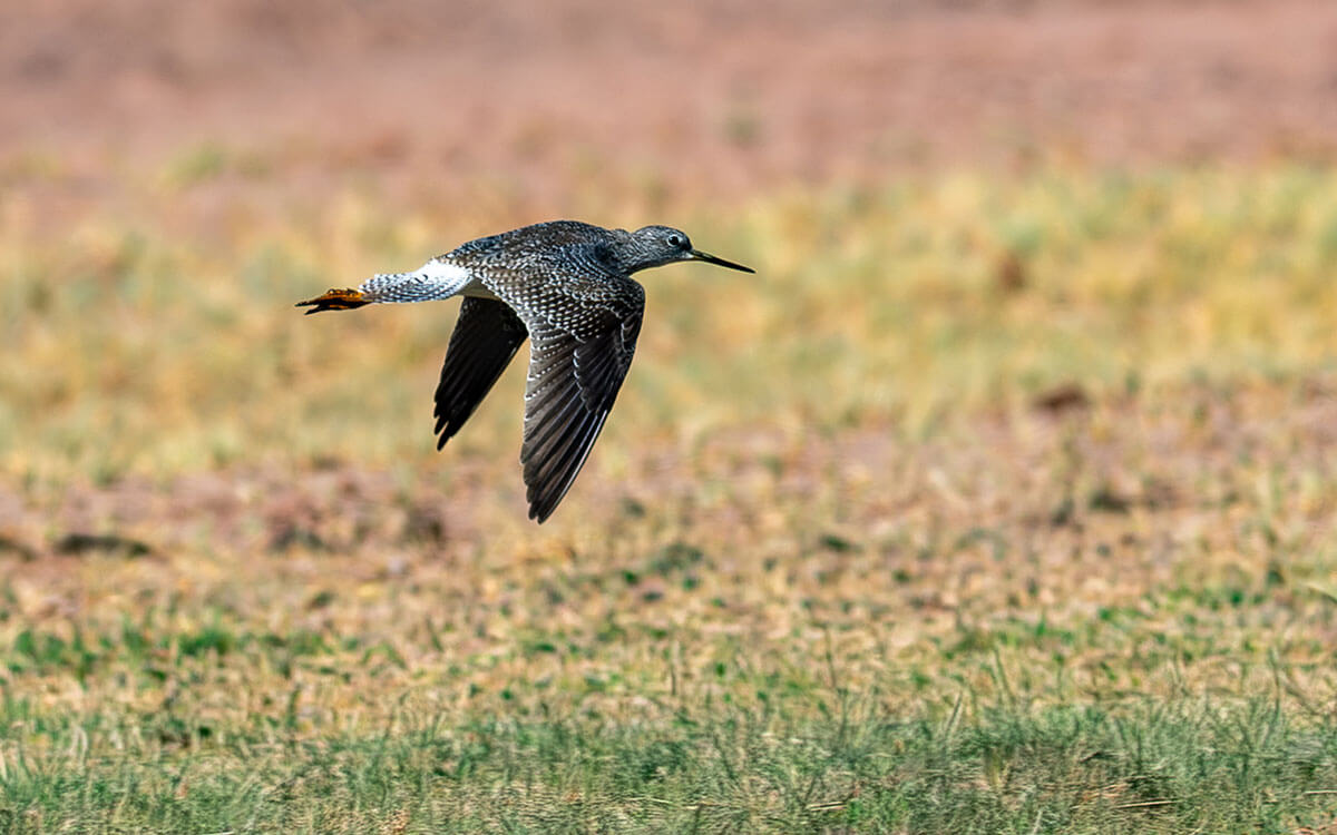 tringa-melanoleuca_c.-robledo