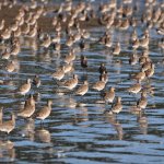 Volando a Chiloé, la Isla de los Zarapitos