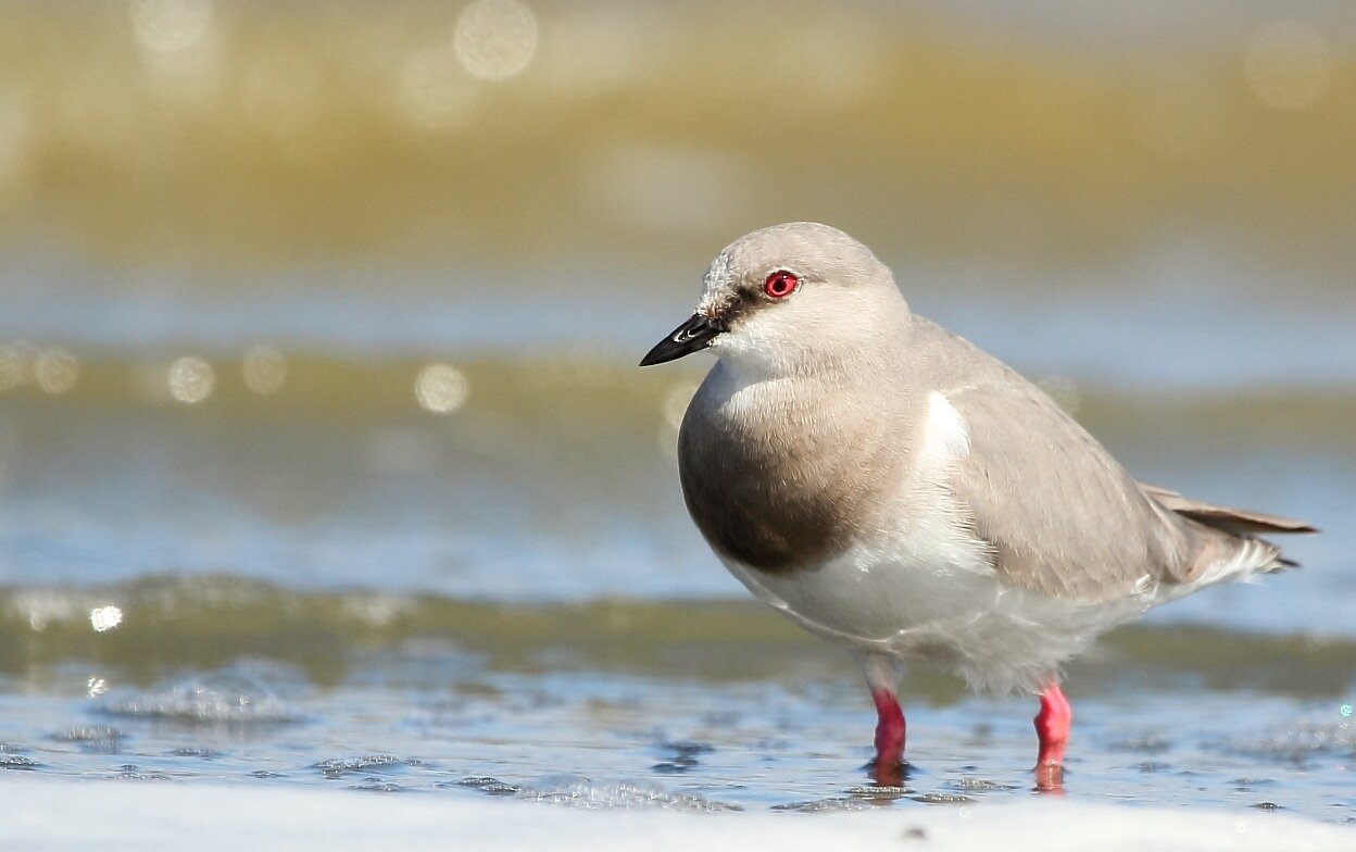 chorlo-de-magallanes-pablo-caceres