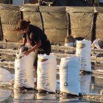 Women of Salt: Guardians of Shorebirds in Honduras