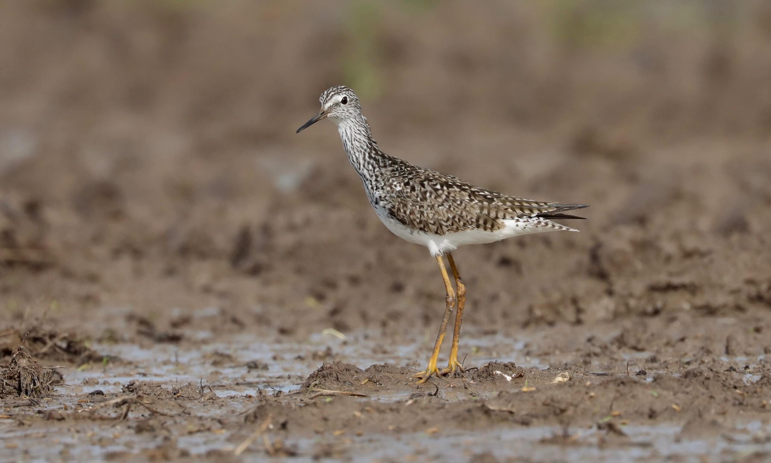 lesseryellowlegs_alankneidel