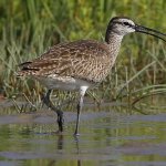 40 years of WHSRN and Whimbrels