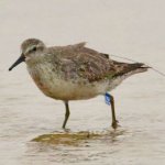 Tracking the Red Knot’s Epic Migration Across Chilean Patagonia