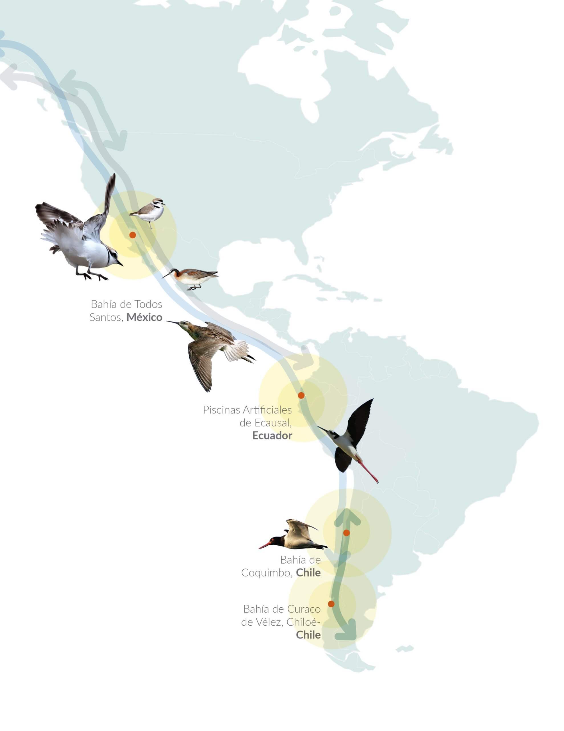 pag-9-aves-americas-final pag-9-aves-americas-final