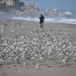 Golf Courses, Salt Ponds, and Shorebirds: Unlikely Conservation Partners