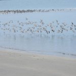 Protected: Bahía Jiquilisco Becomes El Salvador’s First WHSRN Site