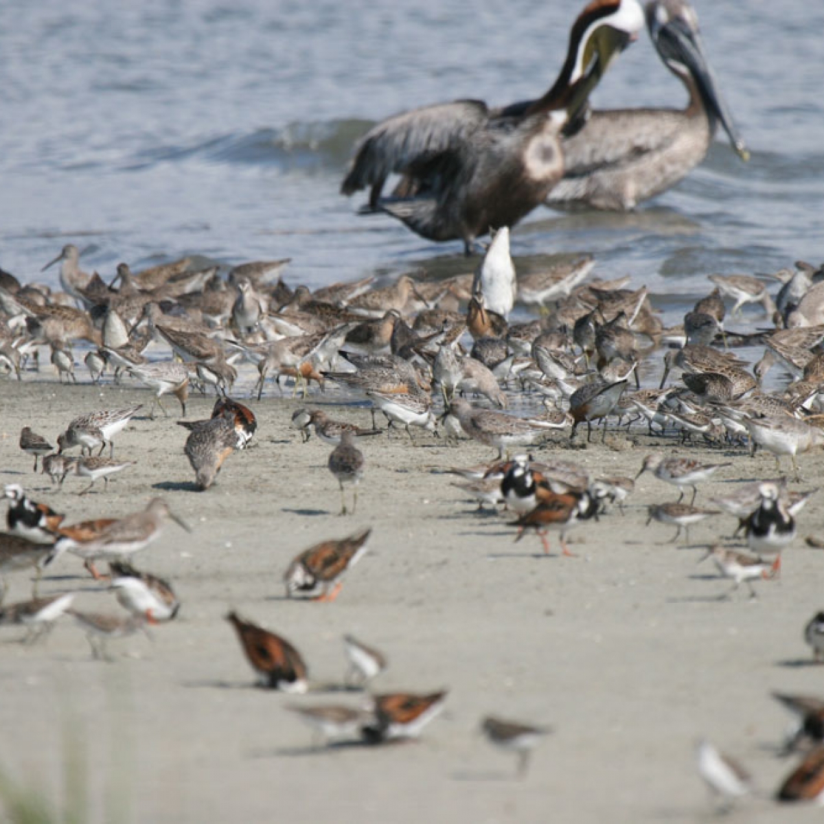 Cape Romain – Santee Delta Region – WHSRN