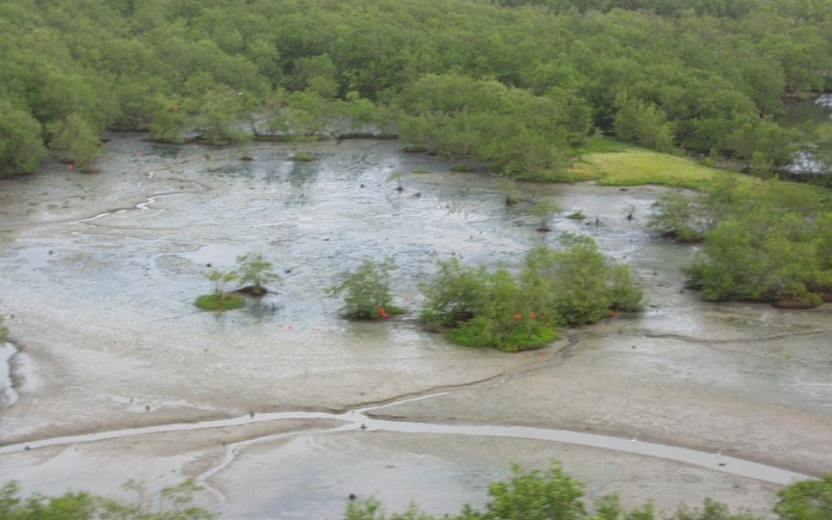 Witness The Exquisite Biodiversity At Coppename Manding National Park