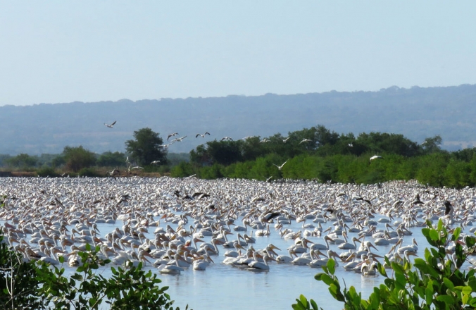 Lago Texcoco – WHSRN