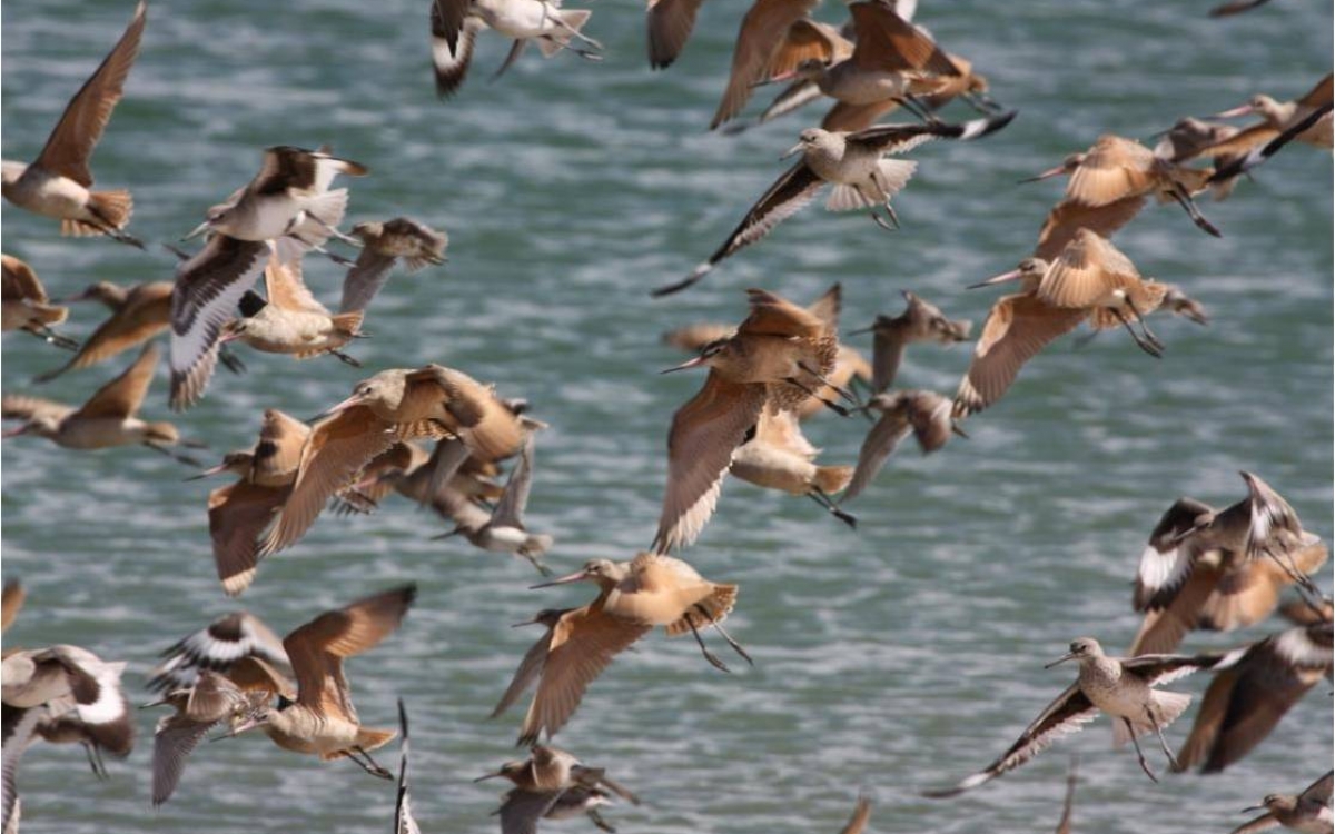 marbled_godwits_and_willets