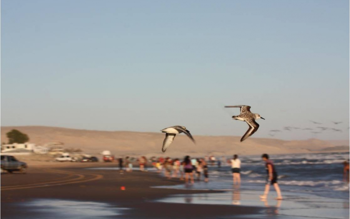 sanderlings_crowded_beach